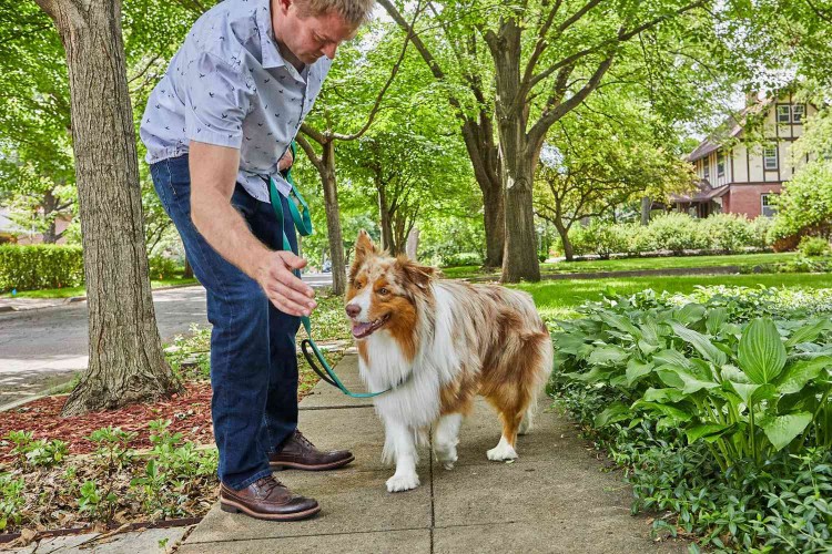 teaching dog to heel showing target