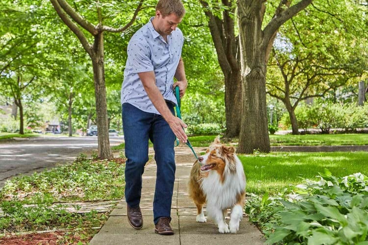 dog heel walking with target