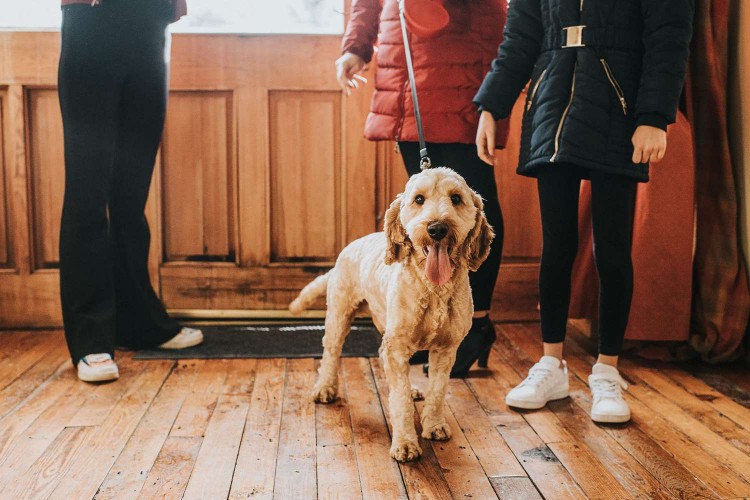 dog at front door on a leash with family excited to go for a walk; why do dogs shake?