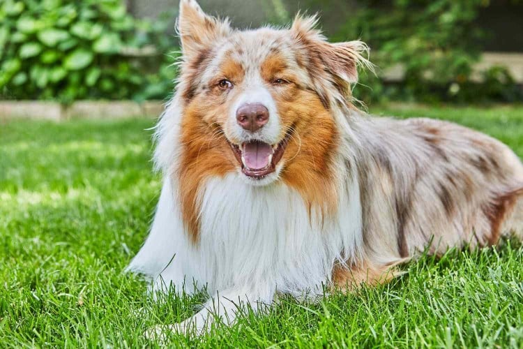 happy dog lying on lawn