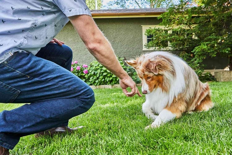 trainer using hand signal for dog to lie down