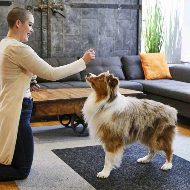 Step 2 Dog standing in front of person holding the treat