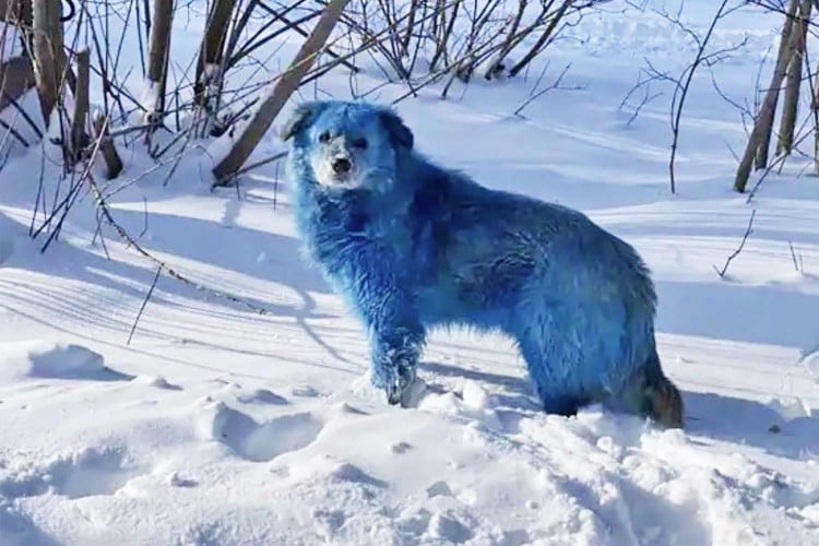 Russian blue dog stands in snow