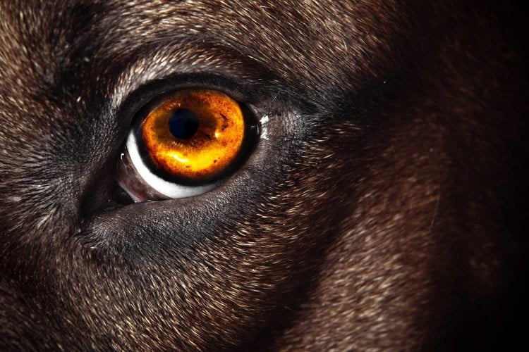 close up of dog's golden eye; can dogs see in the dark?