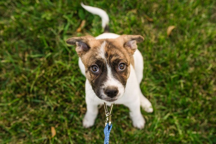 puppy on leash