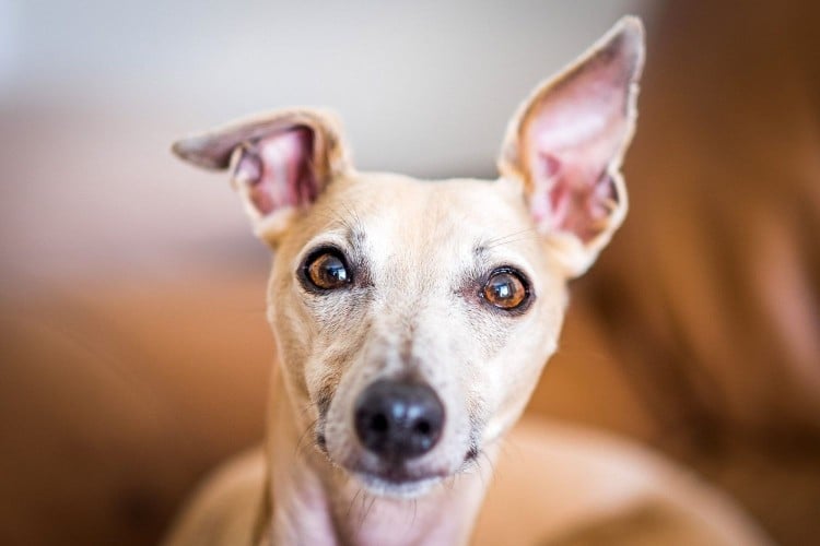 whippet with big ears