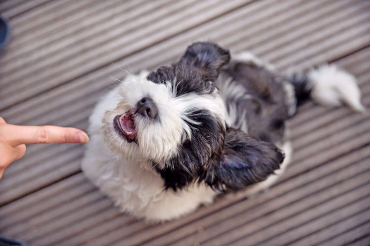 dog getting hand signal as cue for training