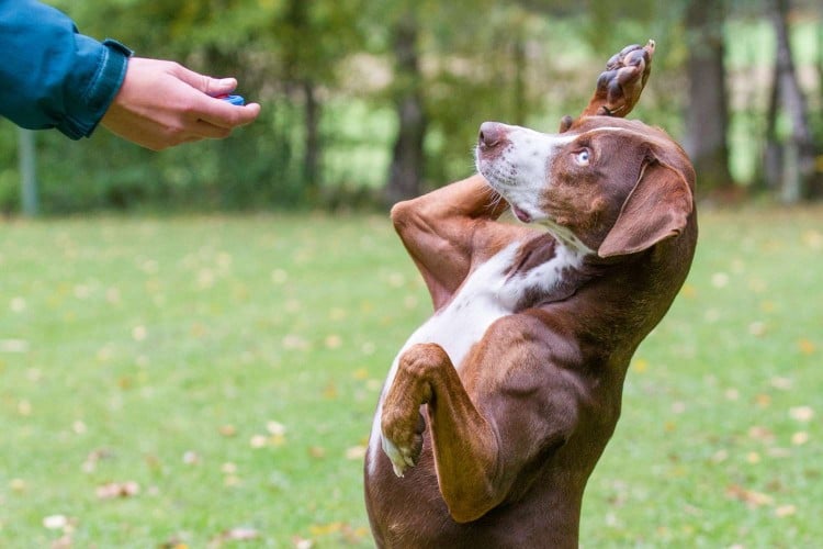 Picture of outstretched hand pressing a button while chesnut-colored dog stands on hind legs to meet it with paw raised