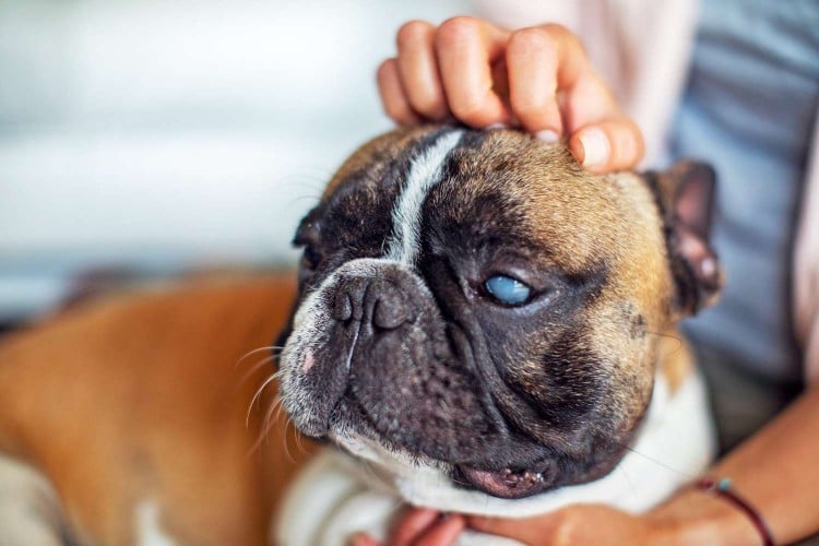 woman petting dog a with cloudy eye