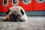 worried pug on floor