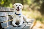 lab smiling on bench