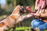 woman training dog with treats