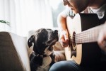 dog listening to music