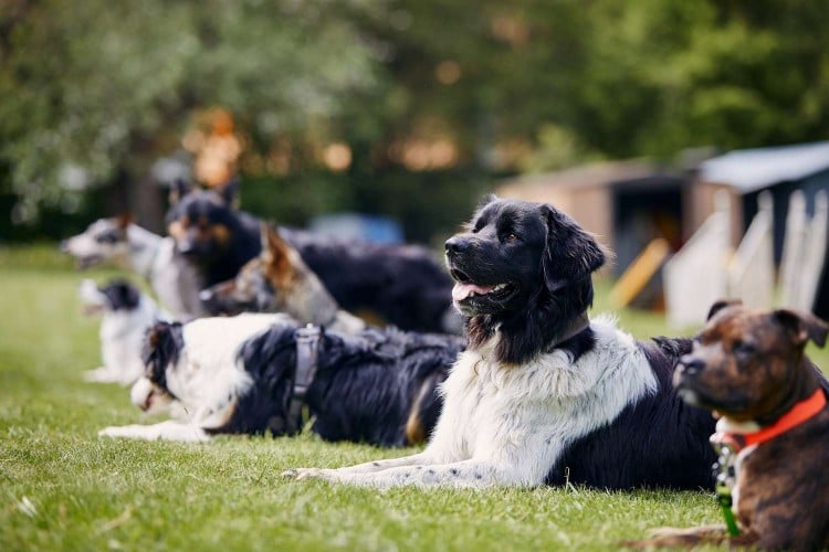 line of obedient dogs laying down in a row at a group training class