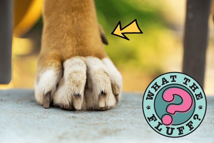 dog's paw with arrow pointing to dew claw