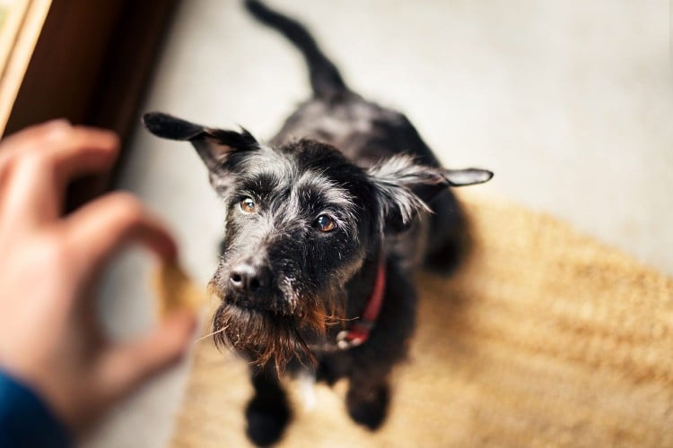 person giving a deworming pill wrapped in a treat to his dog