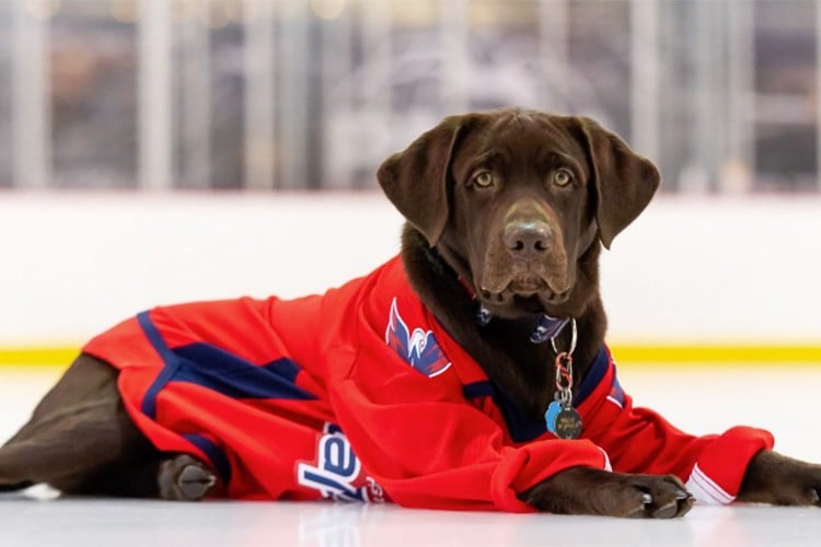 Biscuit, the Capitals guide dog in training, lays on the ice in the stadium