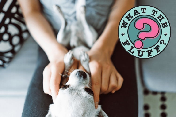 woman holding dog in her lap on his back looking for his belly button