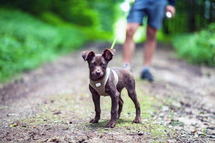 walking dog with harness