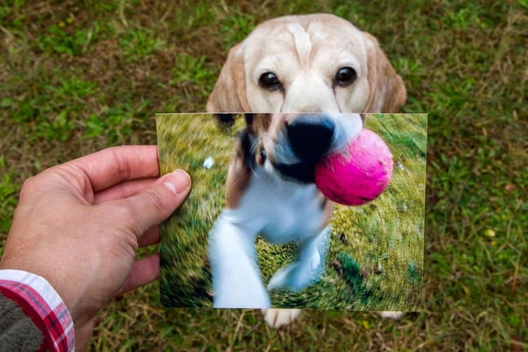 photo of older dog with snapshot of puppy self over top