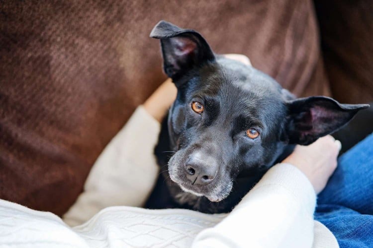 Black dog in owner's arms