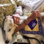 Therapy dog comforting hospital patient during a bed visit