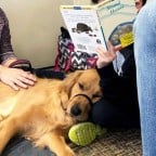 Golden retriever therapy dog lies next to a child reading