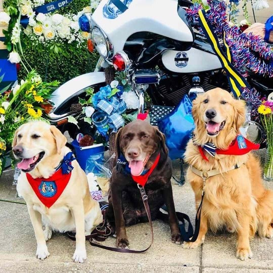 Group of therapy dogs sit at a memorial for a fallen police officer