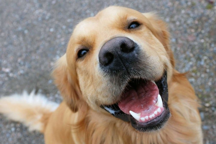 golden retriever looking up at the camera