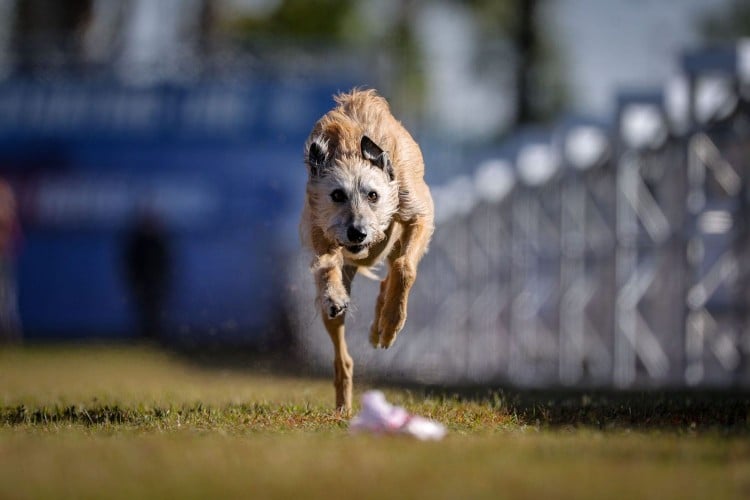 dog chases after lure