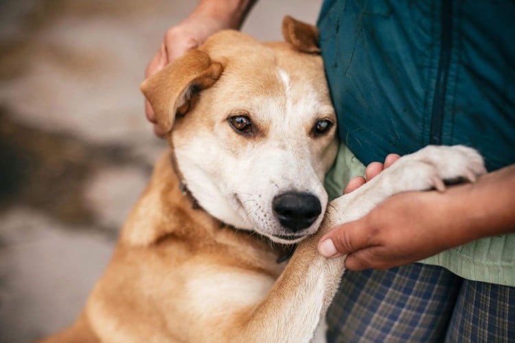 man holding dog; could your dog have cancer?