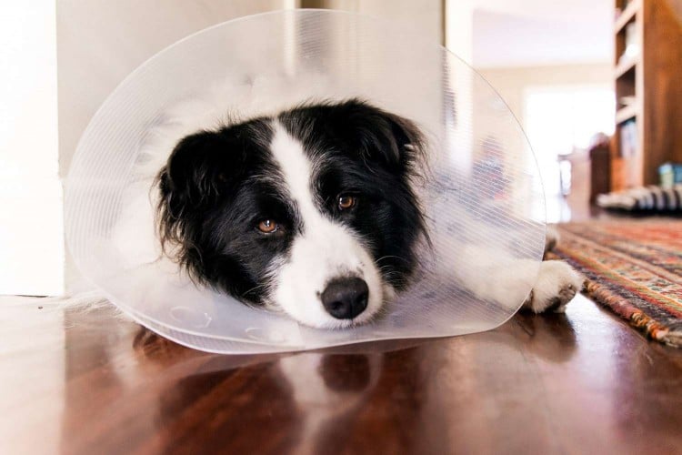 border collie wearing cone or e-collar