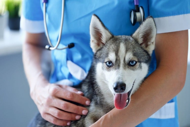 dog wheezing in the arms of a vet tech