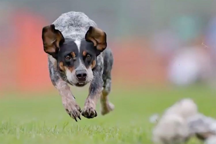 canine athlete jumping