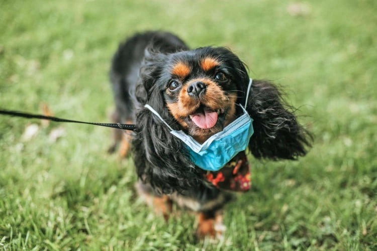 dog wearing medical mask around his collar