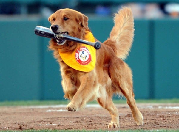 dog with bandana carries bat