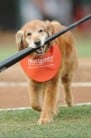 dog carries bat