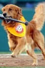 dog with bandana carries bat