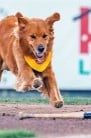 dog jumps at baseball bat for Trenton Thunder