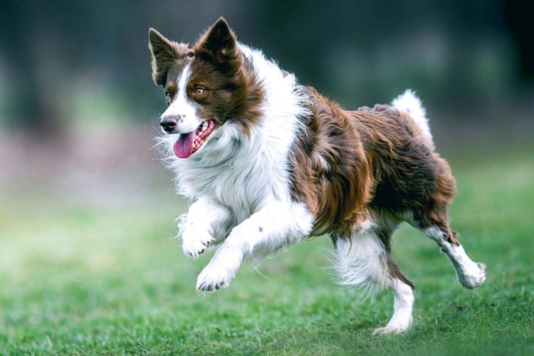 Brown and white border collie running