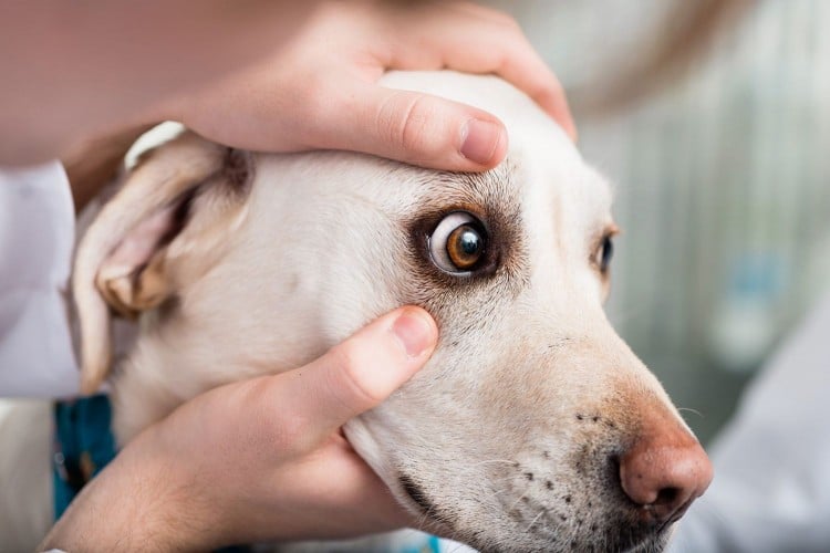 Checking dog's eye