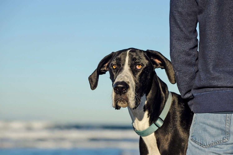 great dane at beach with his owner; osteosarcoma in dogs