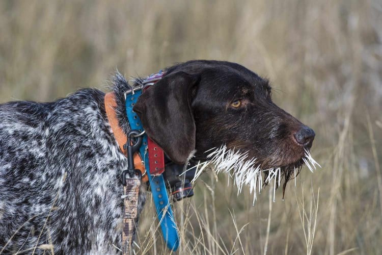 dog with porcupine quills