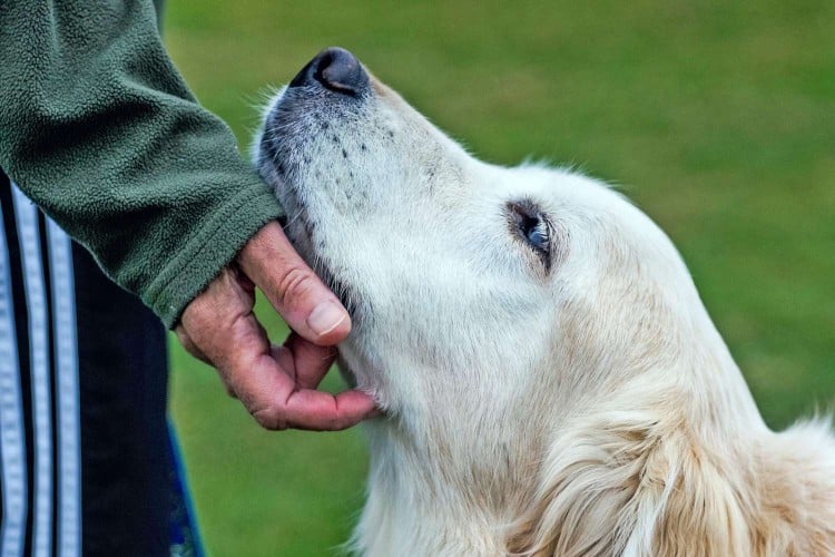 man scratching senior golden retriever under his chin