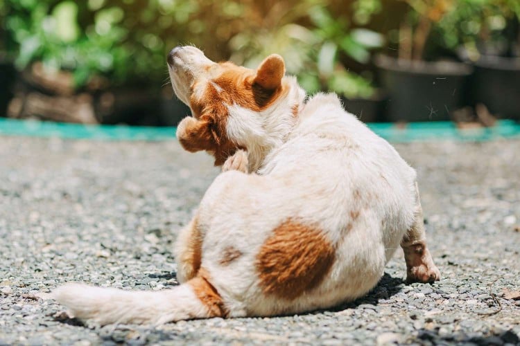 dog scratching his skin; seborrhea in dogs