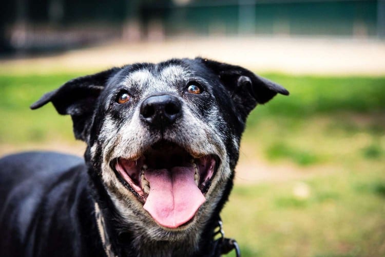 Senior dog smiling in public park