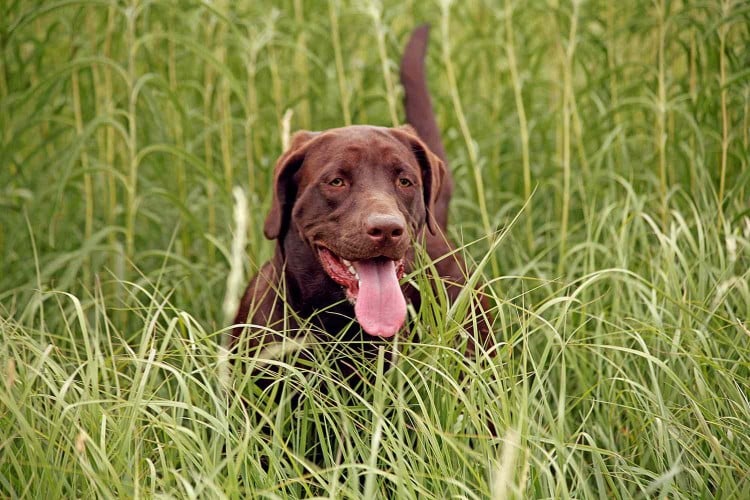 Chocolate lab stands in tall grass