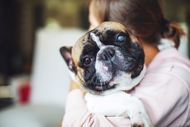 Portrait of bulldog with blind eye