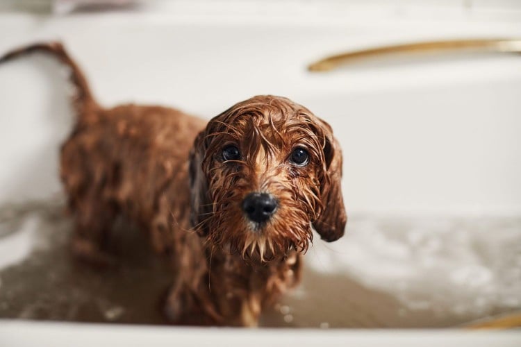 Portrait of wet puppy after a bath