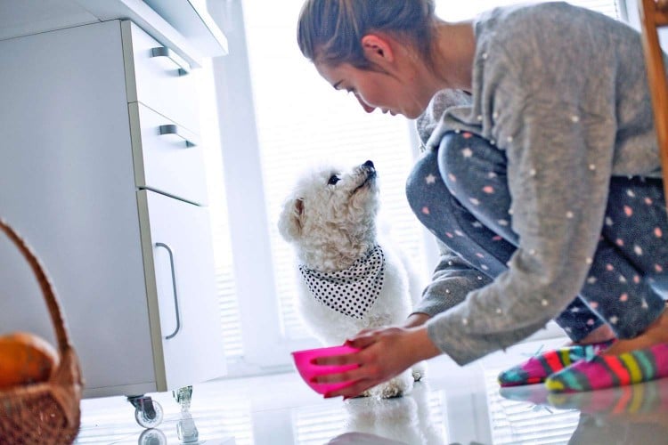 woman giving food bowl to her dog; wash your dog food bowls more often